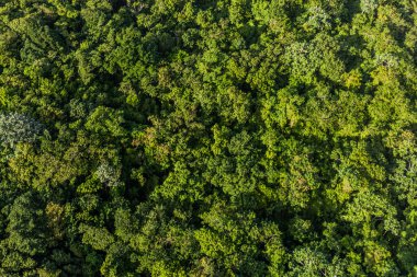Dominik Cumhuriyeti 'nin Puerto Plata yakınlarındaki Isabel De Torres Ulusal Parkı' nın hava manzarası.