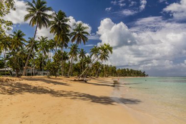 Palmiyeler Las Terrenas, Dominik Cumhuriyeti 'nde bir plajda