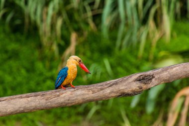 Kinabatangan nehri yakınlarındaki Leylek gagalı Kingfisher (Pelargopsis capensis), Sabah, Malezya