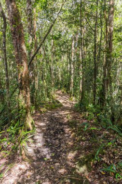 Kinabalu Park, Sabah, Malezya 'da yürüyüş parkında