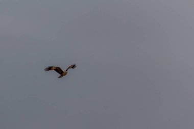 Brahminy uçurtması (Haliastur Indus) Kinabatangan nehri yakınlarında, Sabah, Malezya
