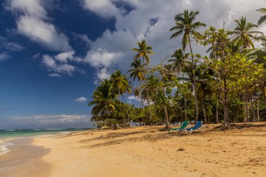 Palmiyeler Las Terrenas, Dominik Cumhuriyeti 'nde bir plajda