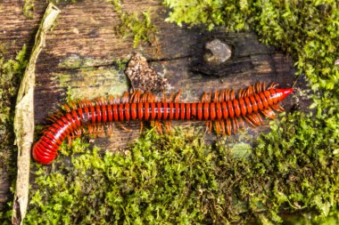 Niah Ulusal Parkı, Malezya 'da Trachelomegalus kırkayağı
