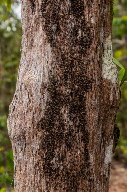 Bako Ulusal Parkı, Sarawak, Malezya 'da bir ağaçtaki termitler.