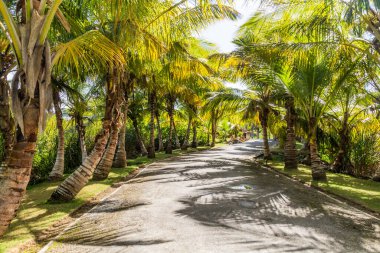 Las Terrenas, Dominik Cumhuriyeti 'nde Palm Line yolu