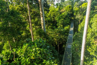 Sepilok, Sabah, Malezya 'daki Yağmur Ormanları Keşif Merkezi' ndeki tepe örtüsü gözlem köprüsü
