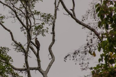 Jerdon Bazası (Aviceda jerdoni) Kinabatangan nehri yakınlarında, Sabah, Malezya