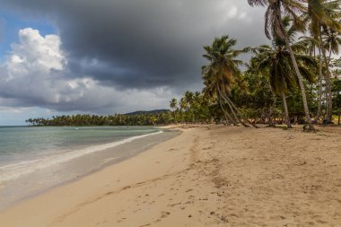 Las Galeras, Dominik Cumhuriyeti 'nde bir plajda palmiyeler