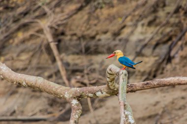 Kinabatangan nehri yakınlarındaki Leylek gagalı Kingfisher (Pelargopsis capensis), Sabah, Malezya