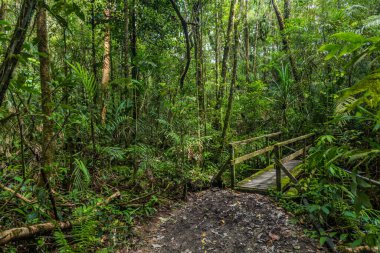 Kinabalu Park, Sabah, Malezya ormanlarında yürüyüş yolu ve ahşap bir köprü.