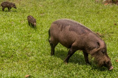 Borneo Adası, Malezya 'daki Bako milli parkında Bornean sakallı domuzu (Sus barbatus)