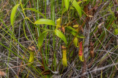 Bako Milli Parkı, Sarawak, Malezya 'daki atıcılar