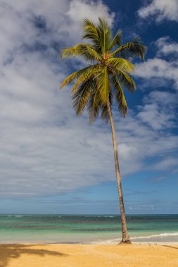 Palm on a beach in Las Terrenas, Dominik Cumhuriyeti