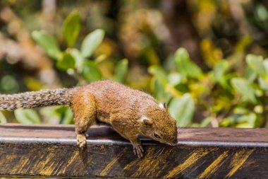 Kinabalu Ulusal Parkı 'ndaki Sincap, Borneo Adası, Malezya