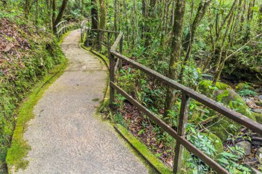 Kinabalu Park, Sabah, Malezya 'da bir ormanda sahil yürüyüşü.