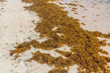 Bavaro sahilinde yosun, Dominik Cumhuriyeti