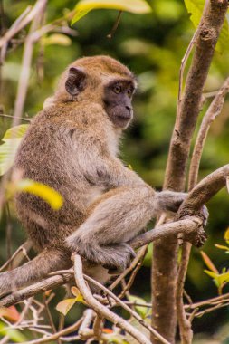 Kinabatangan nehri yakınlarındaki Macaque, Sabah, Malezya