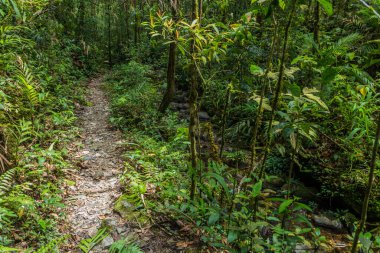 Kinabalu Park, Sabah, Malezya 'da yürüyüş parkında