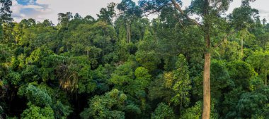 Sepilok, Sabah, Malezya 'da bir yağmur ormanının tepesi