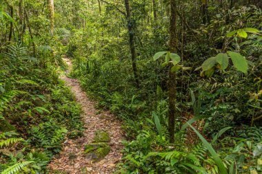 Kinabalu Park, Sabah, Malezya 'da yürüyüş parkında