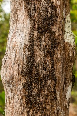 Bako Ulusal Parkı, Sarawak, Malezya 'da bir ağaçtaki termitler.