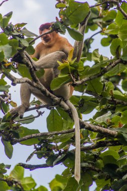 Malezya 'nın Borneo adasındaki Bako milli parkında bir ağaçta hortum maymunu (Nasalis larvatus)