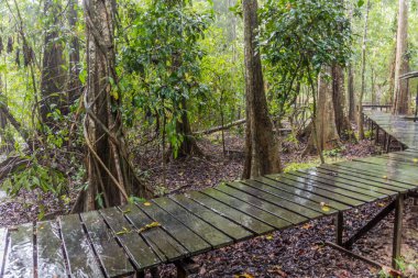 Kinabatangan nehri yakınlarındaki bir vahşi yaşam kampında sahil yürüyüşü, Sabah, Malezya