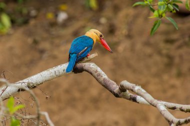 Kinabatangan nehri yakınlarındaki Leylek gagalı Kingfisher (Pelargopsis capensis), Sabah, Malezya