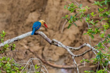 Kinabatangan nehri yakınlarındaki Leylek gagalı Kingfisher (Pelargopsis capensis), Sabah, Malezya