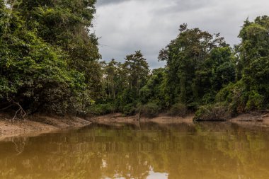 Sungai Lokan deresi Kinabatangan nehri yakınlarında, Sabah, Malezya