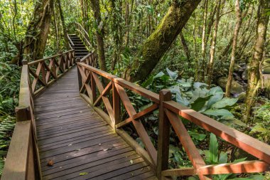 Kinabalu Park, Sabah, Malezya 'da bir ormanda sahil yürüyüşü.