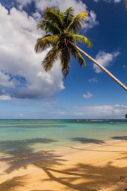 Palm on a beach in Las Terrenas, Dominik Cumhuriyeti