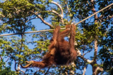 Bornean orangutanı (Pongo pigmaeus) Semenggoh Doğa Rezervi, Borneo Adası, Malezya