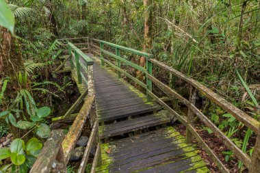 Kinabalu Park, Sabah, Malezya 'da bir ormanda sahil yürüyüşü.
