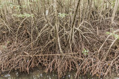 Tunku Abdul Rahman Ulusal Parkı 'ndaki Gaya Adası' ndaki Mangrovlar Sabah, Malezya