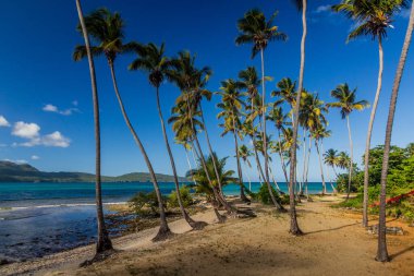 Las Galeras, Dominik Cumhuriyeti 'nde bir plajda palmiyeler