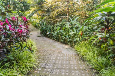 Sepilok, Sabah, Malezya 'daki Yağmur Ormanları Keşif Merkezi' nde Yol