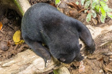 Güneş Ayısı (Helarctos malayanus) Sepilok, Sabah, Malezya 'daki Bornean Güneş Ayısı Koruma Merkezi' nde