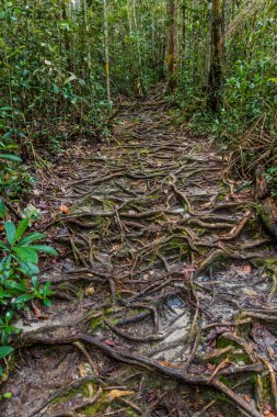 Kökler Bako Milli Parkı, Sarawak, Malezya 'da yolu kapatmış.