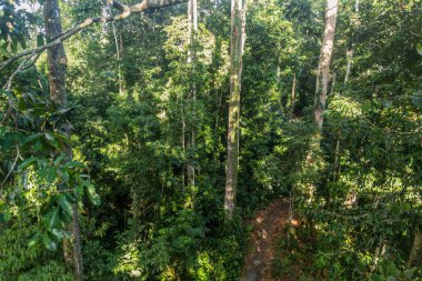 Sepilok, Sabah, Malezya 'da bir yağmur ormanında patika