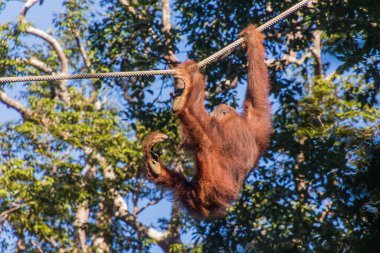 Bornean orangutanı (Pongo pigmaeus) Semenggoh Doğa Rezervi, Borneo Adası, Malezya