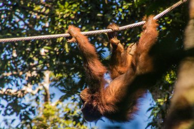 Bornean orangutanı (Pongo pigmaeus) Semenggoh Doğa Rezervi, Borneo Adası, Malezya