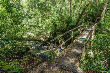Kinabalu Park, Sabah, Malezya 'daki bir ormanda tahta köprü.