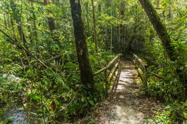 Kinabalu Park, Sabah, Malezya 'daki bir ormanda tahta köprü.