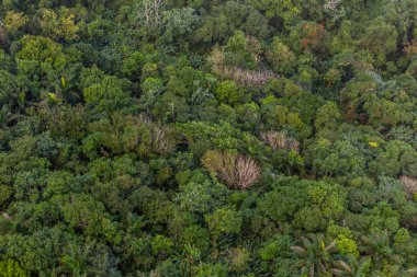 Dominik Cumhuriyeti, Puerto Plata yakınlarındaki Isabel De Torres Ulusal Parkı Ormanı