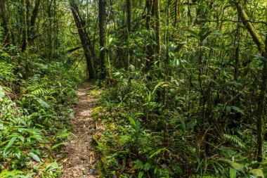 Kinabalu Park, Sabah, Malezya 'da yürüyüş parkında