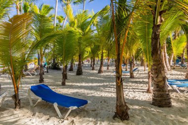 Dominik Cumhuriyeti, Bavaro plajında palmiyeler