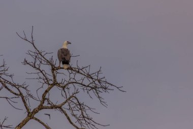 Beyaz karınlı deniz kartalı (Haliaeetus leucogaster) Kinabatangan nehri yakınlarında, Sabah, Malezya