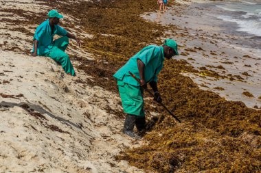 PUNTA CANA, DOMINICAN Cumhuriyet - 8 ARALIK 2018: İşçiler Bavaro sahilinde deniz yosunu temizliyor, Dominik Cumhuriyeti