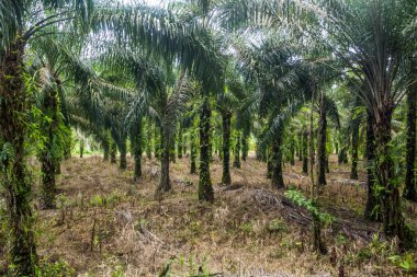 Malezya, Sarawak eyaletinde petrol palmiyesi çiftliği
